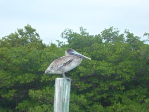 Key West (13)