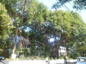 Key West (20)