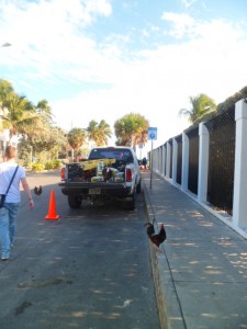 Key West (21)