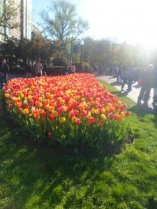 Boston Common Park (11)